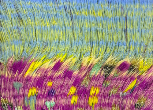 A Meadow of Pink Blossoms