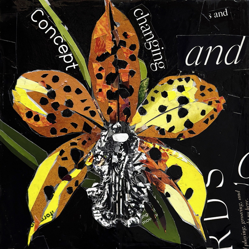 Orchid Midnight