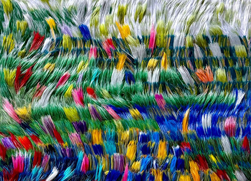 A River of Light Through Blooming Fields 2