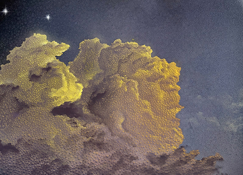 Blooming Under Gloom VIII
